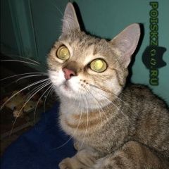 Подробнее об объявлении «Москва Найдена кошка» Фото: найдена кошка  «Москва Найдена кошка» в г. Москва