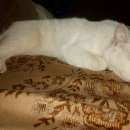 Подробнее об объявлении «Москва Найдена кошка» Фото: найдена кошка  «Москва Найдена кошка» в г. Москва