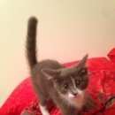 Подробнее об объявлении «Москва Найдена кошка» Фото: найдена кошка  «Москва Найдена кошка» в г. Москва