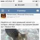 Подробнее об объявлении «Найден кот Нижний Новгород» Фото: найдена кошка  «Найден кот Нижний Новгород» в г. Нижний Новгород