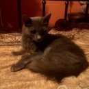Подробнее об объявлении «Москва Найдена кошка русская голубая в матвеевке» Фото: найдена кошка Русская голубая «Москва Найдена кошка русская голубая в матвеевке» в г. Москва