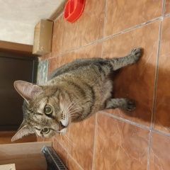 Подробнее об объявлении «Найден кот Новосибирск» Фото: найдена кошка  «Найден кот Новосибирск» в г. Новосибирск