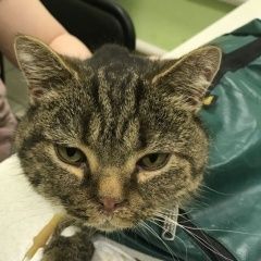 Подробнее об объявлении «Курск Найдена кошка» Фото: найдена кошка  «Курск Найдена кошка» в г. Курск