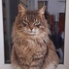 Подробнее об объявлении «Найден кот Солнечногорск» Фото: найдена кошка  «Найден кот Солнечногорск» в г. Солнечногорск