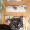 Подробнее об объявлении «Москва Найдена кошка, сао, ул. беломорская» Фото: найдена кошка  «Москва Найдена кошка, сао, ул. беломорская» в г. Москва