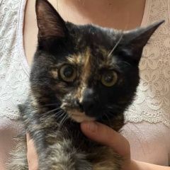Подробнее об объявлении «Найдена кошка Брянск» Фото: найдена кошка  «Найдена кошка Брянск» в г. Брянск