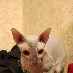 Подробнее об объявлении «Найдена кошка сфинкс Ломоносов» Фото: найдена кошка Сфинкс «Найдена кошка сфинкс Ломоносов» в г. Ломоносов