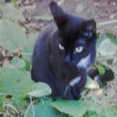 Подробнее об объявлении «Москва Найдена кошка черная с белой грудкой» Фото: найдена кошка  «Москва Найдена кошка черная с белой грудкой» в г. Москва
