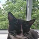 Подробнее об объявлении «Москва Найден кот» Фото: найдена кошка  «Москва Найден кот» в г. Москва