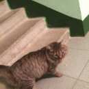 Подробнее об объявлении «Орел Найден кот» Фото: найдена кошка  «Орел Найден кот» в г. Орел