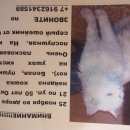 Подробнее об объявлении «Москва Найдена кошка» Фото: найдена кошка  «Москва Найдена кошка» в г. Москва