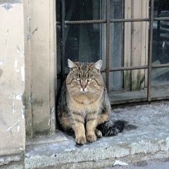 Подробнее об объявлении «Найден кот большой полосатый кот. сломан хвост. Санкт-Петербург» Фото: найдена кошка  «Найден кот большой полосатый кот. сломан хвост....» в г. Санкт-Петербург
