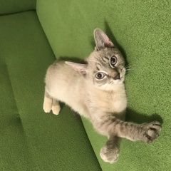 Подробнее об объявлении «Найдена кошка Лыткарино» Фото: найдена кошка  «Найдена кошка Лыткарино» в г. Лыткарино