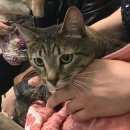 Подробнее об объявлении «Москва Найден кот» Фото: найдена кошка  «Москва Найден кот» в г. Москва