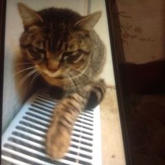 Подробнее об объявлении «Лобня Найден кот в районе бидлиотеки на станции» Фото: найдена кошка  «Лобня Найден кот в районе бидлиотеки на станции» в г. Лобня