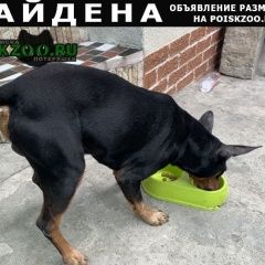 Подробнее об объявлении «Найдена кошка кобель пинчер Новороссийск» Фото: найдена кошка  «Найдена кошка кобель пинчер Новороссийск» в г. Новороссийск