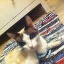 Подробнее об объявлении «Жуковский Найдена кошка» Фото: найдена кошка Тайская «Жуковский Найдена кошка» в г. Жуковский