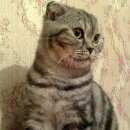 Подробнее об объявлении «Москва Найден кот» Фото: найдена кошка >  Скоттиш фолд (шотландская вислоухая) и  скоттиш страйт «Москва Найден кот» в г. Москва