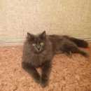 Подробнее об объявлении «Найдена кошка Щербинка» Фото: найдена кошка Мейн-кун «Найдена кошка Щербинка» в г. Щербинка