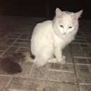 Подробнее об объявлении «Москва Найдена кошка в митино» Фото: найдена кошка  «Москва Найдена кошка в митино» в г. Москва
