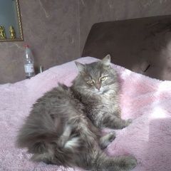 Подробнее об объявлении «Ставрополь Найден кот серый кот» Фото: найдена кошка  «Ставрополь Найден кот серый кот» в г. Ставрополь