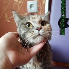 Подробнее об объявлении «Новосибирск Найдена кошка заельцовский район» Фото: найдена кошка  «Новосибирск Найдена кошка заельцовский район» в г. Новосибирск