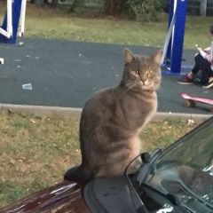 Подробнее об объявлении «Москва Найдена кошка ухоженная кошка в ошейнике» Фото: найдена кошка  «Москва Найдена кошка ухоженная кошка в ошейнике» в г. Москва