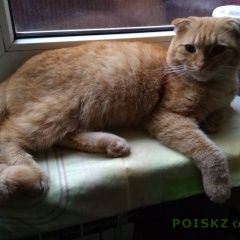 Подробнее об объявлении «Краснодар Найден кот рыжий вислоухий» Фото: найдена кошка Шотландская вислоухая «Краснодар Найден кот рыжий вислоухий» в г. Краснодар