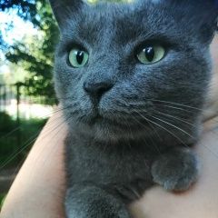 Подробнее об объявлении «Найден кот видно, что бывшедомашний Пенза» Фото: найдена кошка  «Найден кот видно, что бывшедомашний Пенза» в г. Пенза