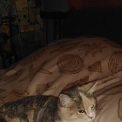 Подробнее об объявлении «Санкт-Петербург Найдена кошка невский район» Фото: найдена кошка  «Санкт-Петербург Найдена кошка невский район» в г. Санкт-Петербург