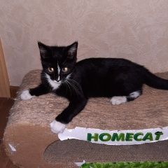 Подробнее об объявлении «Санкт-Петербург Найдена кошка котенок, 3-4месяца» Фото: найдена кошка  «Санкт-Петербург Найдена кошка котенок, 3-4месяца» в г. Санкт-Петербург