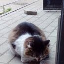 Подробнее об объявлении «Москва Найдена кошка срочно» Фото: найдена кошка  «Москва Найдена кошка срочно» в г. Москва