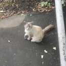 Подробнее об объявлении «Москва Найдена кошка» Фото: найдена кошка Тайская «Москва Найдена кошка» в г. Москва