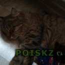 Подробнее об объявлении «Москва Найден кот» Фото: найдена кошка  «Москва Найден кот» в г. Москва