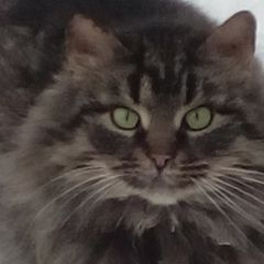 Подробнее об объявлении «Найдена кошка в Балашиха» Фото: найдена кошка  «Найдена кошка в Балашиха» в г. Балашиха