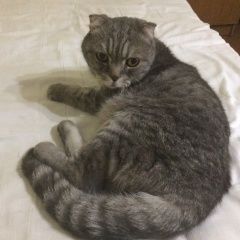 Подробнее об объявлении «Найден кот Анапа» Фото: найдена кошка  «Найден кот Анапа» в г. Анапа