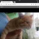 Подробнее об объявлении «Найден кот Зеленоград» Фото: найдена кошка  «Найден кот Зеленоград» в г. Зеленоград