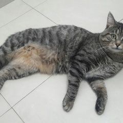 Подробнее об объявлении «Москва Найден кот» Фото: найдена кошка  «Москва Найден кот» в г. Москва