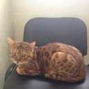 Подробнее об объявлении «Москва Найден кот бенгальский кот» Фото: найдена кошка Бенгальская «Москва Найден кот бенгальский кот» в г. Москва