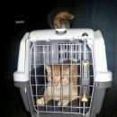 Подробнее об объявлении «Москва Найден кот  рыжий кот, молодой, ласковый, домаш» Фото: найдена кошка  «Москва Найден кот  рыжий кот, молодой,...» в г. Москва