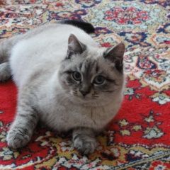 Подробнее об объявлении «Найден кот Уфа» Фото: найдена кошка  «Найден кот Уфа» в г. Уфа