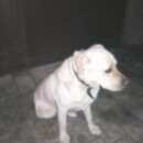 Подробнее об объявлении «Найдена собака ищет хозяина Ставрополь» Фото: найдена собака  «Найдена собака ищет хозяина Ставрополь» в г. Ставрополь