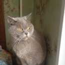 Подробнее об объявлении «Москва Найдена кошка» Фото: найдена кошка Британская короткошерстная «Москва Найдена кошка» в г. Москва