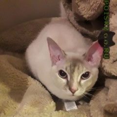 Подробнее об объявлении «Новосибирск Найдена кошка» Фото: найдена кошка  «Новосибирск Найдена кошка» в г. Новосибирск