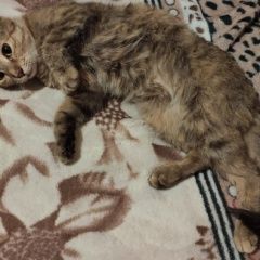 Подробнее об объявлении «Найдена кошка, мкр тулака Волгоград» Фото: найдена кошка  «Найдена кошка, мкр тулака Волгоград» в г. Волгоград