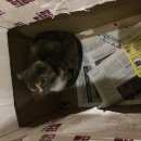 Подробнее об объявлении «Троицк Найдена кошка» Фото: найдена кошка  «Троицк Найдена кошка» в г. Троицк