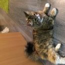 Подробнее об объявлении «Найдена кошка Ярославль» Фото: найдена кошка  «Найдена кошка Ярославль» в г. Ярославль