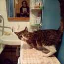 Подробнее об объявлении «Москва Найден кот в голубом ошейнике» Фото: найдена кошка  «Москва Найден кот в голубом ошейнике» в г. Москва