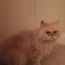 Подробнее об объявлении «Москва Найдена кошка персидский кот/кошка в москве в медведко» Фото: найдена кошка Персидская «Москва Найдена кошка персидский кот/кошка в...» в г. Москва