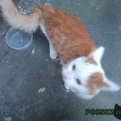 Подробнее об объявлении «Москва Найдена кошка перово» Фото: найдена кошка  «Москва Найдена кошка перово» в г. Москва